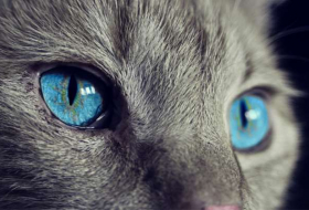 See world through cat`s eyes - PHOTOS